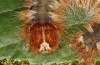 Lasiocampa grandis: Larva (e.l. rearing, Greece, Samos island, larvae found in early April 2022) [S]