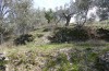 Lasiocampa grandis: Larval habitat (Greece, Samos island, early April 2022) [N]