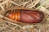 Lasiocampa grandis: Male pupa (e.l. rearing, Greece, Samos island, larvae found in early April 2022) [S]