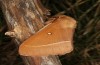 Lasiocampa grandis: Male (e.l. rearing, Greece, Samos island, larvae found in early April 2022) [S]