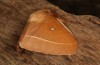 Lasiocampa grandis: Male (e.l. rearing, Greece, Samos island, larvae found in early April 2022) [S]