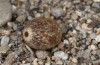 Lasiocampa grandis: Egg (e.l. rearing, Greece, Samos island, larvae found in early April 2022) [S]