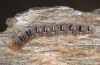 Lasiocampa grandis: Larva (Greece, Samos, south of Pyrgos, late April 2015) [S]