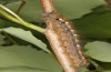 Phyllodesma ilicifolia: Larva (e.l. rearing Sweden, Nora, young larvae in mid-June 2020) [S]