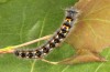 Phyllodesma ilicifolia: Halbwüchsige Raupe (Schweden, Nora, Mitte Juni 2020) [M]