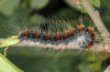 Eriogaster lanestris: Raupe (Nordgriechenland 2011) [S]