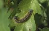 Malacosoma neustria: Larva [N]