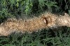 Pachypasa otus: Raupe (e.l. Kalymnos 2016) [S]