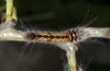 Streblote panda: Half-grown larva (e.l. breeding, SW-Spain, Cadiz, larva in early March 2019) [S]