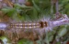 Streblote panda: Half-grown larva (e.l. breeding, SW-Spain, Cadiz, larva in early March 2019) [S]