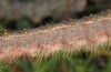 Streblote panda: Larva (SW-Spain, Cadiz, early March 2019) [S]