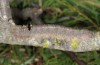 Streblote panda: Larva (SW-Spain, Cadiz, early March 2019) [S]