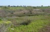 Streblote panda: Larval habitat with Tamarix (SW-Spain, Cadiz, early March 2019) [N]