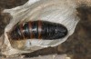 Streblote panda: Female pupa (e.l. rearing, SW-Spain, Cadiz, larva in early March 2019) [S]