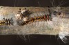 Streblote panda: L2 larva (e.l. rearing, SW-Spain, Cadiz, larva in early March 2019) [S]