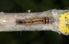 Streblote panda: L2 larva (e.l. rearing, SW-Spain, Cadiz, larva in early March 2019) [S]