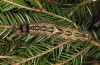 Dendrolimus pini: Larva (e.l. Staffelsee, S-Bavaria, 2012/2013) [S]