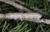 Dendrolimus pini: Larva (Hautes Alpes, early July 2012) [N]