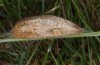 Euthrix potatoria: Cocoon [S]