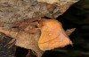 Odonestis pruni: Männchen (SW-Bulgarien, südwestlichstes Pirinvorland, Anfang August 2017, Lichtfalle Stoyan Beshkov) [M]
