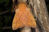 Odonestis pruni: Male (SW-Bulgaria, Southwesternmost foot of Pirin, early August 2017, light trap Stoyan Beshkov) [M]