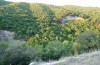 Odonestis pruni: Habitat, Lichtfallenstandort in einem Bachtal mit Mosaik aus Gebüschformationen, Wald und Magerrasen (SW-Bulgarien, südwestlichstes Pirinvorland, Anfang August 2017) [N]