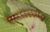 Lasiocampa quercus: Larva [S]