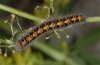 Lasiocampa quercus: Young larva prior to hibernation [N]