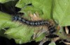 Eriogaster rimicola: Halbwüchsige Raupe (N-Griechenland, Grevena, Mai 2014) [N]