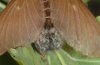 Eriogaster rimicola: Weibchen, Abdomen mit Haarbusch, der bei der Eiablage auf die Eier verteilt wird [S]