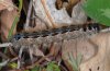 Eriogaster rimicola: Raupe (N-Pindos, Griechenland, Mai 2010, bodennah ruhend) [N]