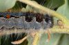 Eriogaster rimicola: Raupe (cranial) [N]