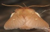 Eriogaster rimicola: Männchen (e.l. Nordgriechenland 2011) [S]