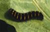 Macrothylacia rubi: Half-grown larva [N]