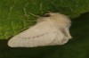 Lasiocampa serrula: Weibchen (e.l. Zypern, Akrotiri, Raupe im Februar 2018) [S]