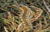 Lasiocampa serrula: Larva (e.l. rearing, Cyprus, Akrotiri, larva in February 2018) [S]