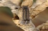 Lasiocampa serrula: Young larva (Cyprus, Akrotiri, February 2018) [N]