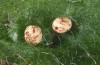 Lasiocampa terreni: Eggs (e.l. rearing Samos 2016) [S]