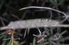 Phyllodesma tremulifolia: Raupe (Hautes-Alpes, Anfang Juli 2012) [M]