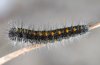 Lasiocampa trifolii: Young larva (Provence, France, April 2010) [M]