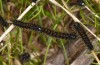 Chondrostega vandalicia: L2 larvae (Central Spain, Sierra de Gredos, mid-October 2021) [N]