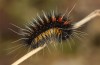 Chondrostega vandalicia: L3 larva in November (e.l. rearing, Central Spain, Sierra de Gredos, young larvae in mid-October 2021) [S]