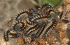 Chondrostega vandalicia: L3 larva in November (e.l. rearing, Central Spain, Sierra de Gredos, young larvae in mid-October 2021) [S]