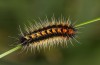 Chondrostega vandalicia: L3 larva in November (e.l. rearing, Central Spain, Sierra de Gredos, young larvae in mid-October 2021) [S]