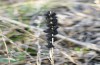 Chondrostega vandalicia: L1 larvae (Central Spain, Sierra de Gredos, mid-October 2021) [N]