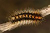 Chondrostega vandalicia: L3 larva in November (e.l. rearing, Central Spain, Sierra de Gredos, young larvae in mid-October 2021) [S]