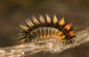 Chondrostega vandalicia: L3 larva in November (e.l. rearing, Central Spain, Sierra de Gredos, young larvae in mid-October 2021) [S]