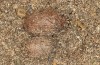 Chondrostega vandalicia: Ausgegrabener weiblicher und mnnlicher Kokon (e.l. Zentralspanien, Sierra de Gredos, Jungraupen Mitte Oktober 2021) [S]