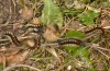 Chondrostega vandalicia: Half-grown larva in early spring (e.l. rearing, Central Spain, Sierra de Gredos, young larvae in mid-October 2021) [S]