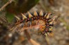 Chondrostega vandalicia: Half-grown larva in early spring (e.l. rearing, Central Spain, Sierra de Gredos, young larvae in mid-October 2021) [S]
